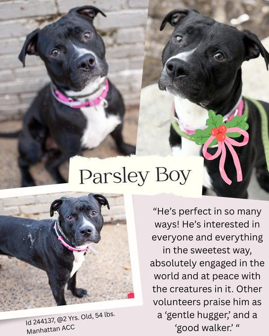 notthesameone2's tweet image. Parsley Boy is under kill command: