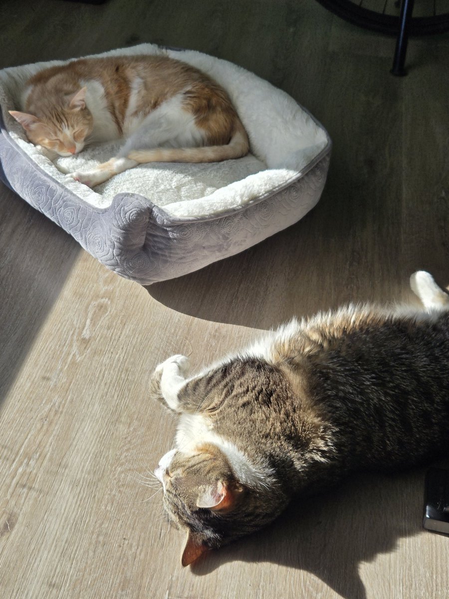 As close as they'll get to cuddling. Lol. I love them so much.