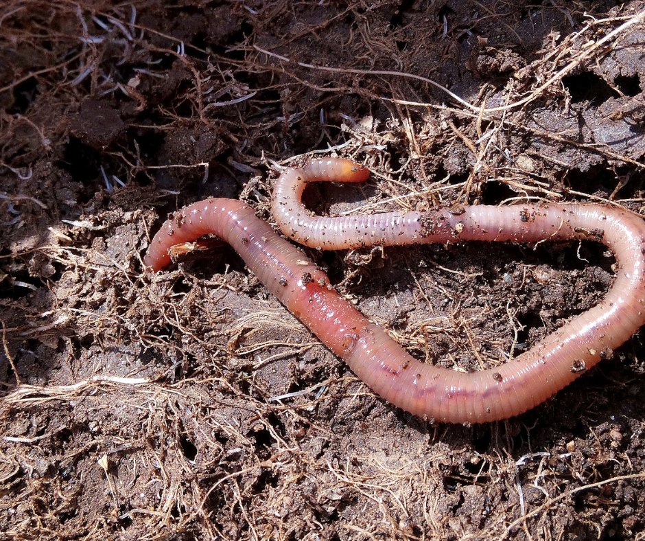 Canadian Society of Soil Science tweet media