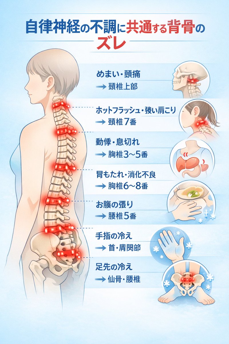 sebonekun7's tweet image. 自律神経と背骨の意外な関係。

自律神経の不調があると、
「年のせいかな」
「ホルモンかな」
「疲れが溜まってるのかも」
「ストレスかな」
そんなふうに考える方が多いと思います。

でも、
 11年間、背骨を実際に手で触ってきた経験から言うと、
自律神経の失調がある方には…
