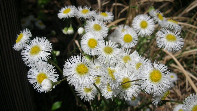 honky_tonk's tweet image. 手順と段階を踏みより良き未来をゲット・・一見前向きな想いに潜む現状否定が、同じ波長の現実を引き寄せる。
「頑張りが足らないから」と更に現状否定・・自身を追い込む。無理を重ねる。

エゴは「あるがままの現実に自分を開く」が超苦手です。真の意味での自己肯定も。
#affirmation #肯定