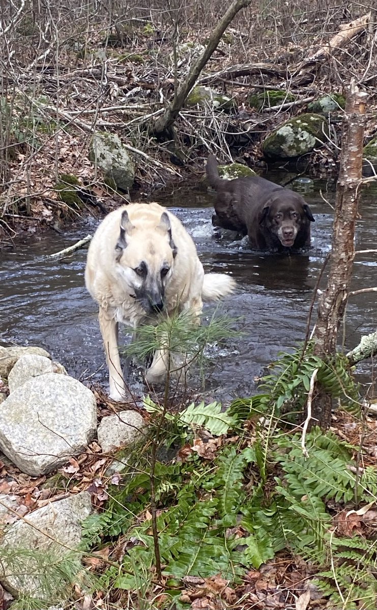 Dalton3252016's tweet photo. Beautiful weather today and for a walk to get them some exercise!
These two are #BFFL #Dalton #AK https://t.co/nC0cBoo6F0