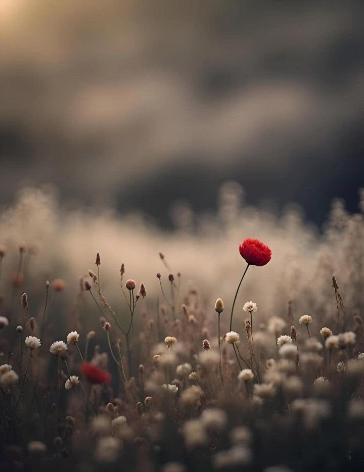 “A flower does not think of competing with the flower next to it. It just blooms.” — Zen Shin