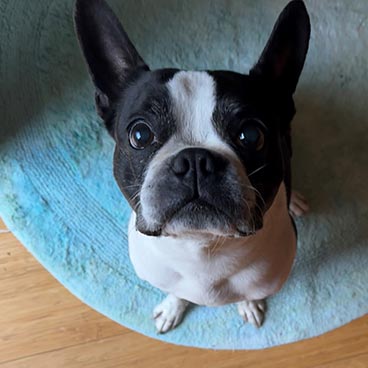 AnimalsHealthy tweet media