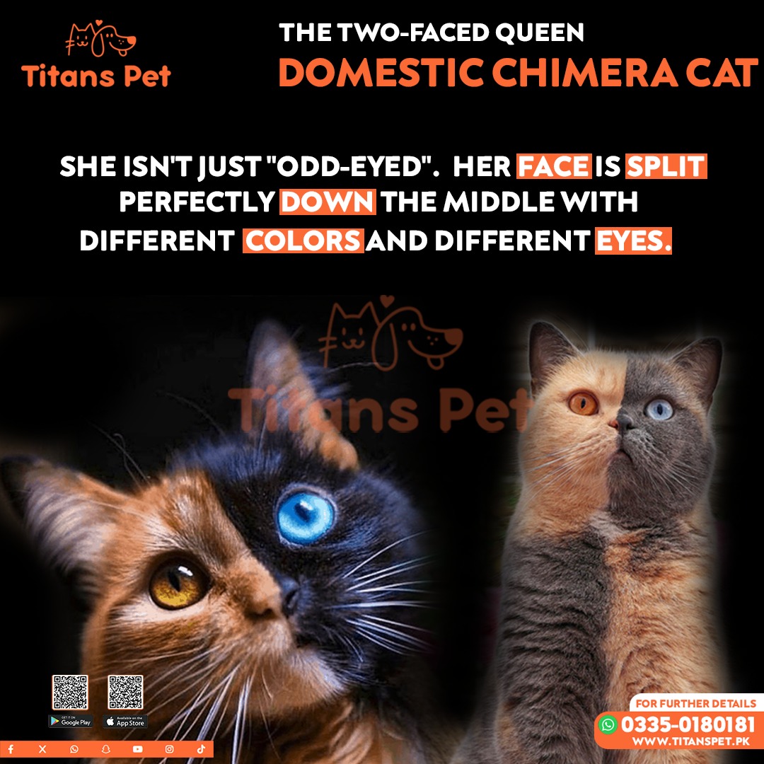 titanspetpk's tweet image. Two eyes, two colors, one stunning soul 
Heterochromia — where nature shows off its art.
From mesmerizing cats to striking dogs, odd eyes are nothing short of magical
Because being different is beautiful 
#Heterochromia #OddEyes #UniquePets #PetBeauty #LikeFollowShare