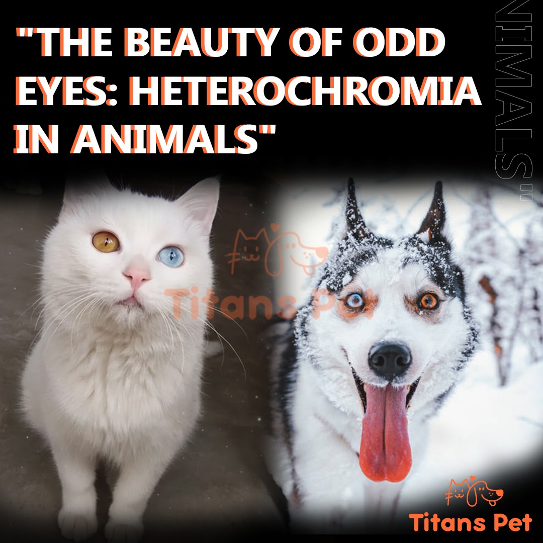 titanspetpk's tweet image. Two eyes, two colors, one stunning soul 
Heterochromia — where nature shows off its art.
From mesmerizing cats to striking dogs, odd eyes are nothing short of magical
Because being different is beautiful 
#Heterochromia #OddEyes #UniquePets #PetBeauty #LikeFollowShare
