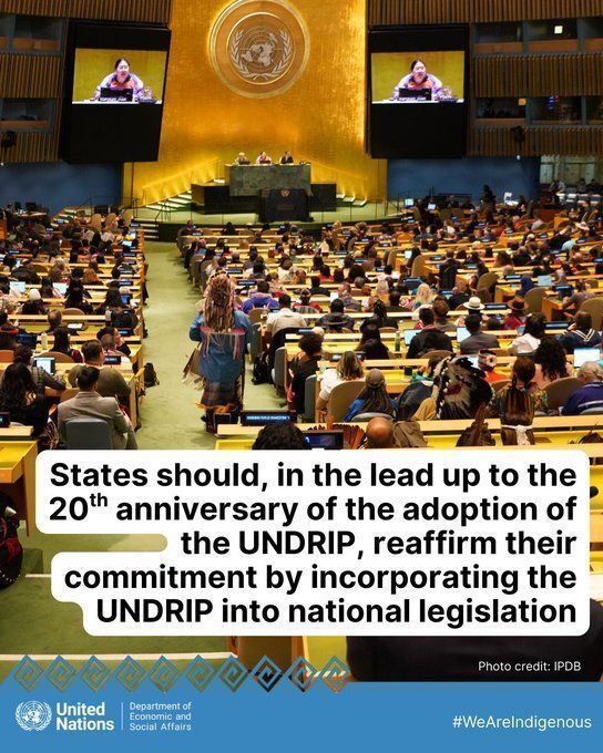 UNGeneva's tweet image. As the 20th anniversary of #UNDRIP approaches, States should reaffirm their commitment by incorporating the UN Declaration on the Rights of #IndigenousPeoples into national legislation.

👉buff.ly/vmjU11t
#WeAreIndigenous @UN4Indigenous
