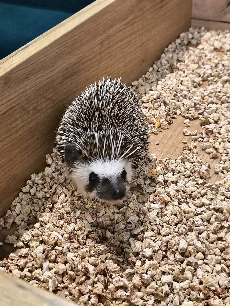 Nyarekanderu's tweet image. Сегодня мы стоптали все ноги и поели всю местную еду, которую смогли найти. Даже польскую кухню зацепили.
Случайно забрели в что-то типа контактного зоопарка и потискали ёжиков.
День закончили просмотром Чебурашки (внезапно, нормальный фильм) и шопингом. Цены тут огонь.