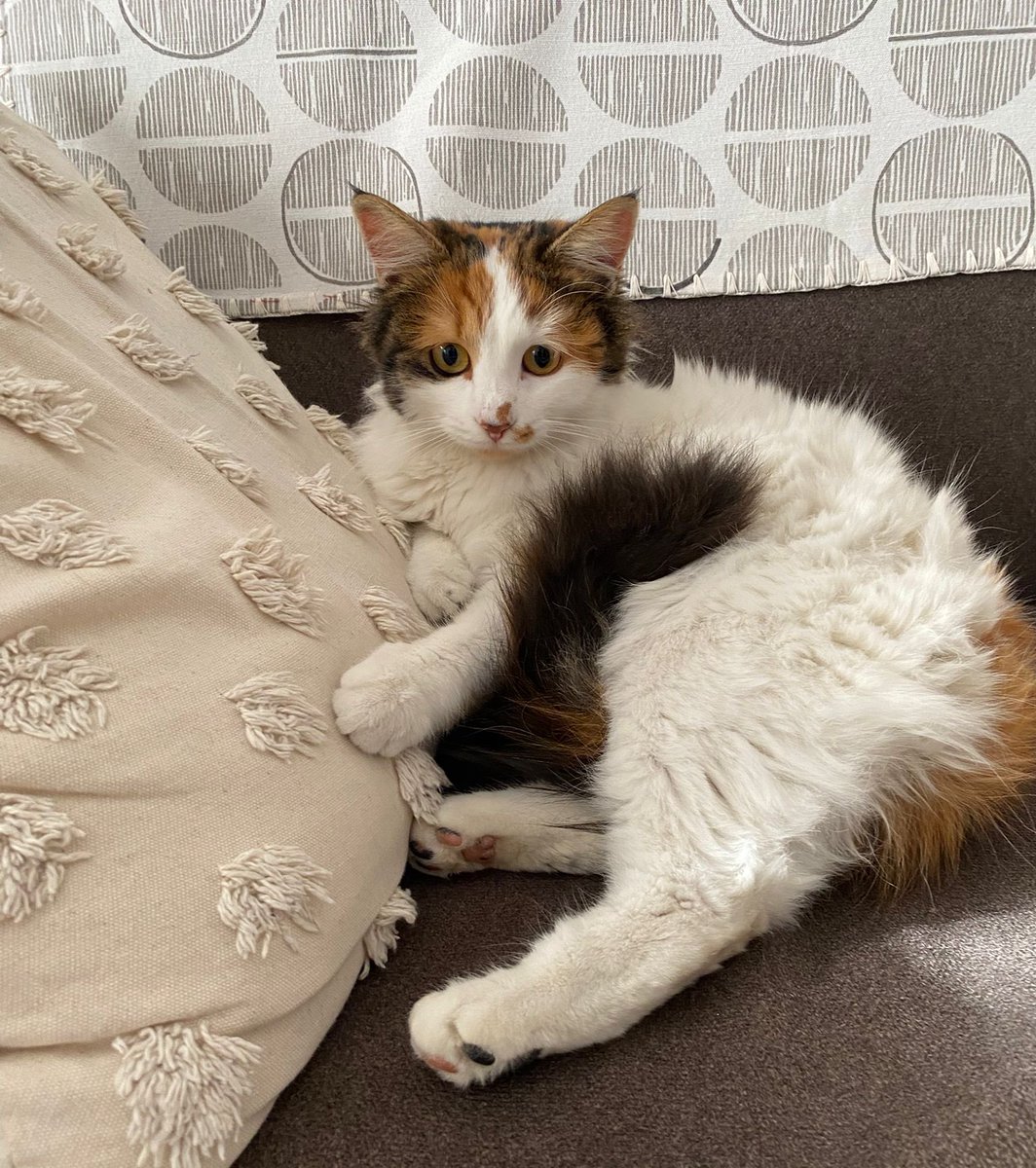 Dünyanın en masum bakışlı en tatlı kedisine yuva bulabilir miyiz ?
Sokakta çok zorlanabilecek bir çocuk. 
Çok akıllı, harika bir karakteri var.
Alan asla pişman olmaz. 
Ömür boyu dua eder, ben kefilim🫠
4 aylık dişi. İç dış paraziti yapıldı.