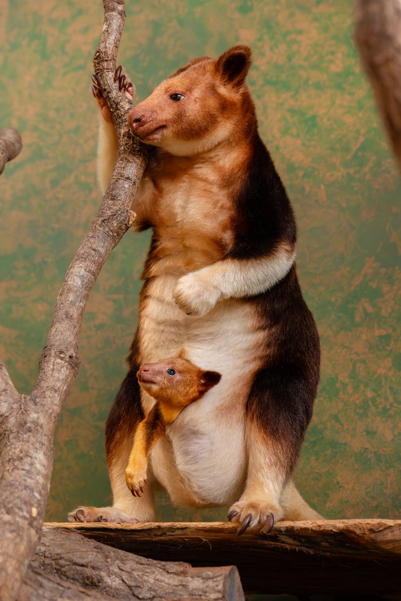 カンガルー カンガルー Kangaroo Love Love Garden 1/20 resin kit by ヒラノ TW