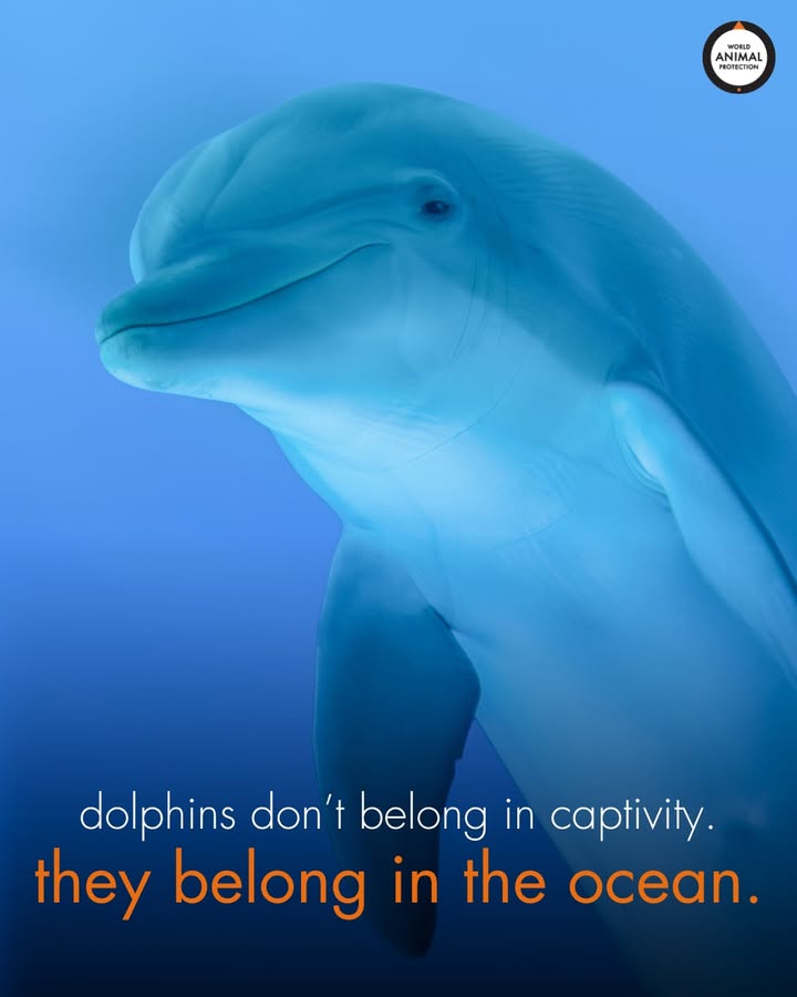 MoveTheWorldUS's tweet image. This isn't the life wild animals deserve. 💔