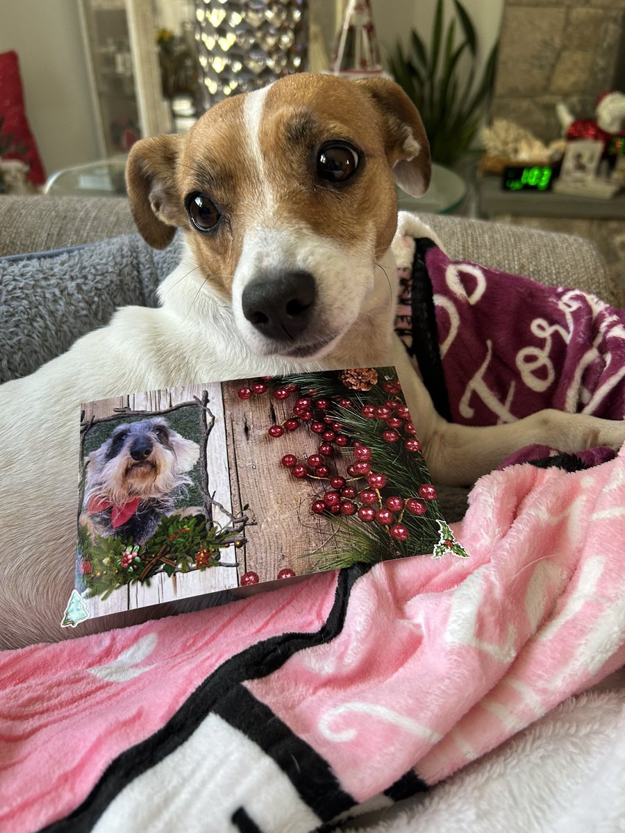 BelleLBear's tweet image. #PupMail💌📫 #dogsofX 🎄#dogs #dogsoftwitter #zshq #ChristmasCard #BabyBea 
All the way from GERMANY pals! It’s sweet fren Timmy @huhnerfee , lookin like a handsome present from Santa! We love you! 💚❤️💚