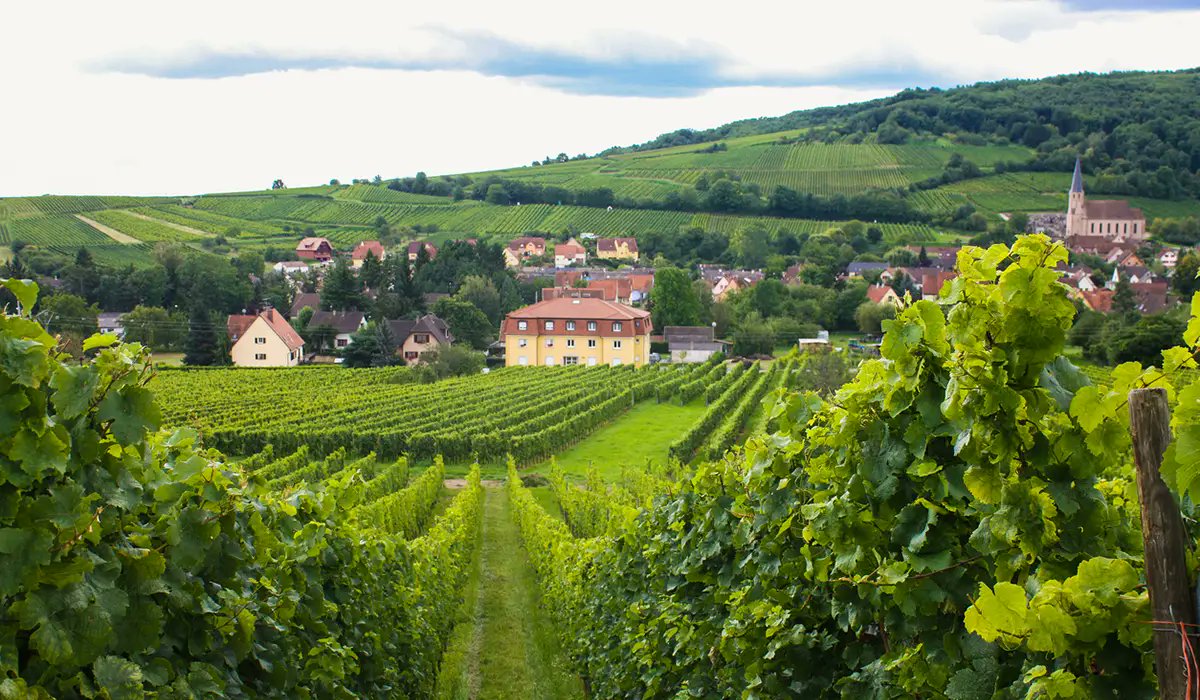 ottawalifers's tweet image. Sommelier Jane Staples uncorks the “Magical Terroir of Alsace” with three opulent whites. Find out which bottles made her list👉 bit.ly/4qGUxyt

#DrinkAlsace #trysomethingnew #Frenchwine #tastetheterroir @bellovinoj