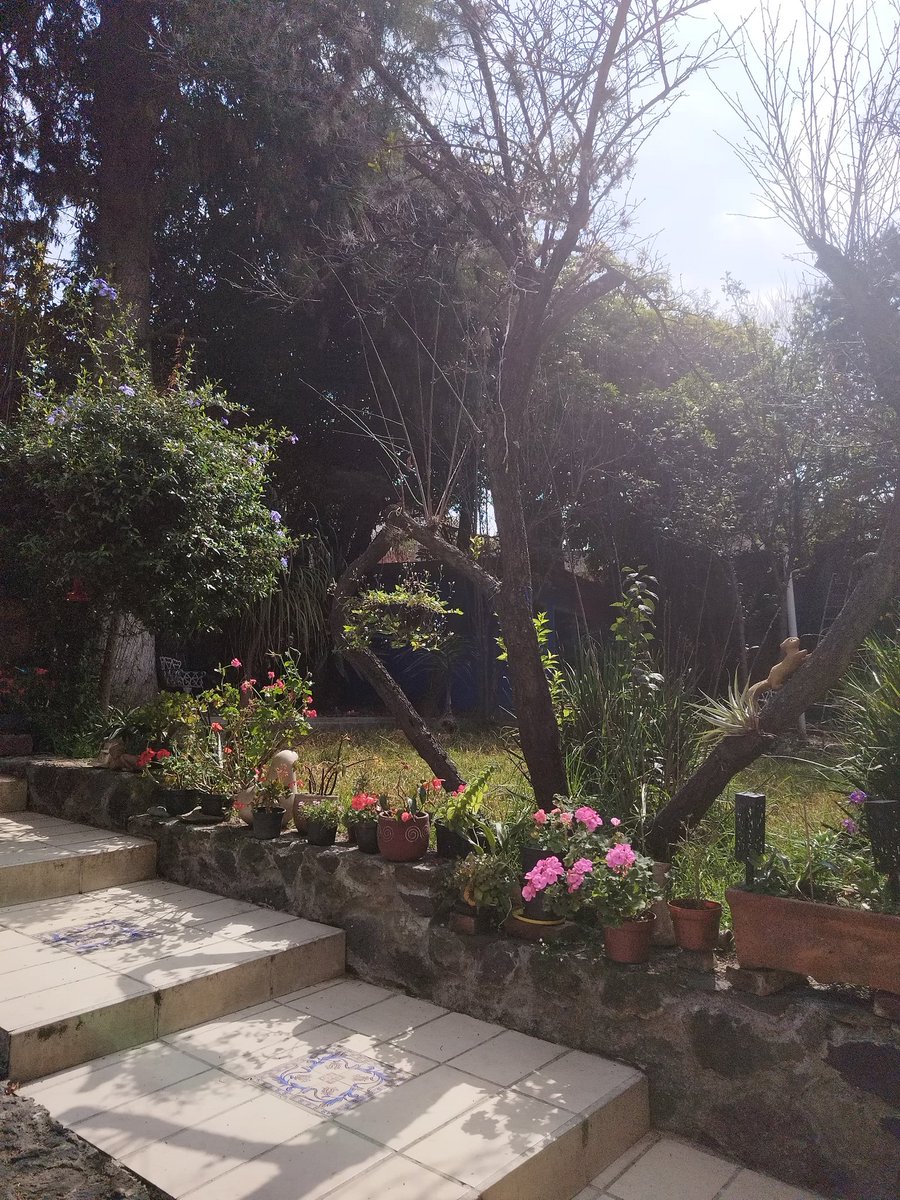 otsor's tweet image. Amo este espacio del jardín ❤
Necesitamos más flores