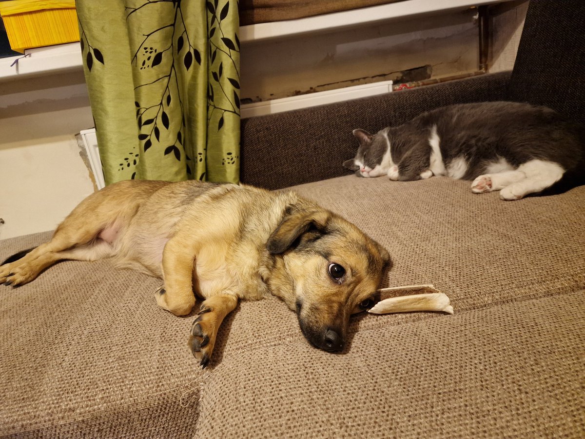 Tur, kur ir radiatori, tur ir mani pekaiņi.
Šaiba vismaz te ir pacenties nokāpt no radiatora. Parasti viņš vnk bez komentiem guļ uz radiatora 😁🐾.