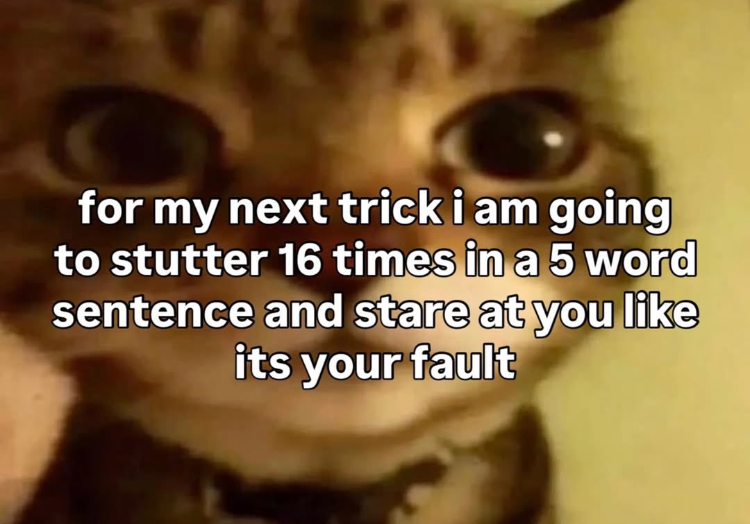 LiterallyMeCats (@literallymecats) on Twitter photo 