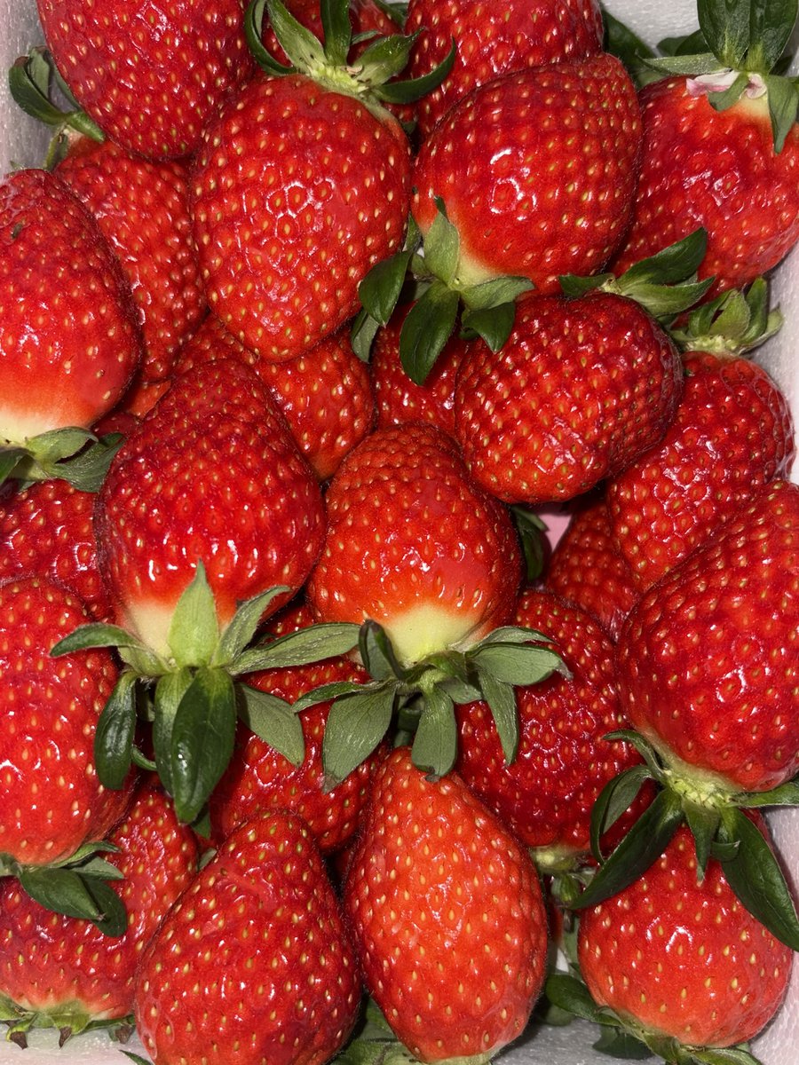 내 딸기 어때🍓