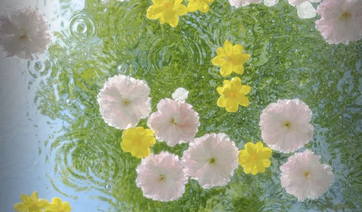 greenvibe's tweet image. 