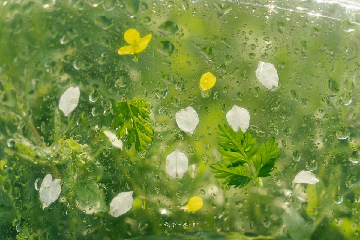 greenvibe's tweet image. 