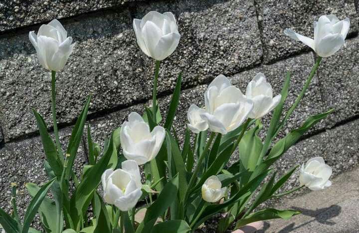 greenvibe's tweet image. 