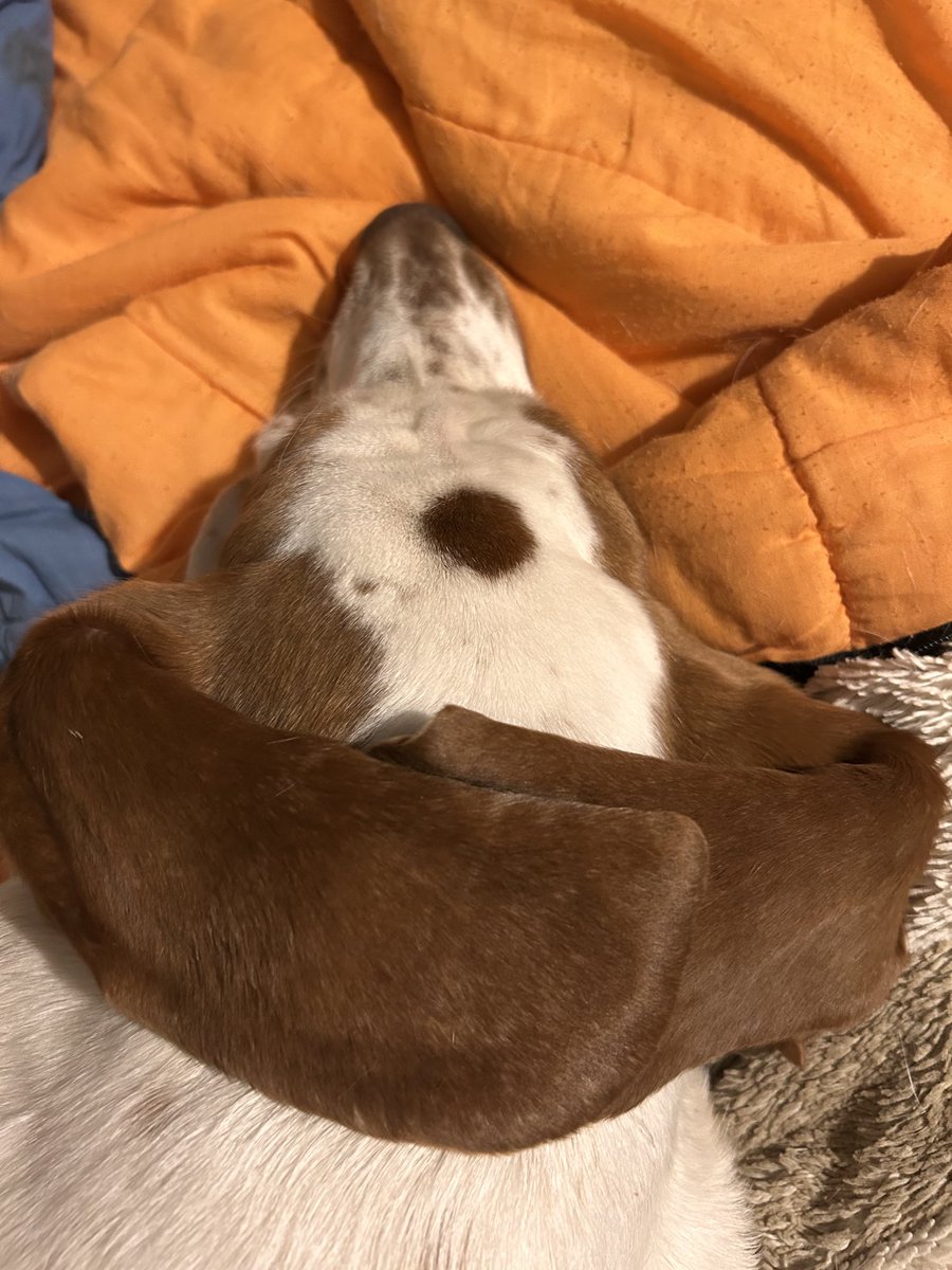 La zenitude ultime chez le basset c’est quand il se croise les oreilles sur la tête.