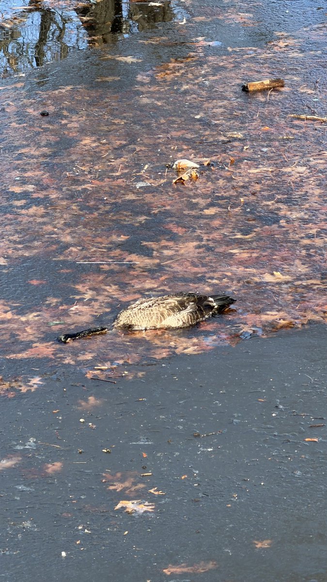 Only In Boston tweet media