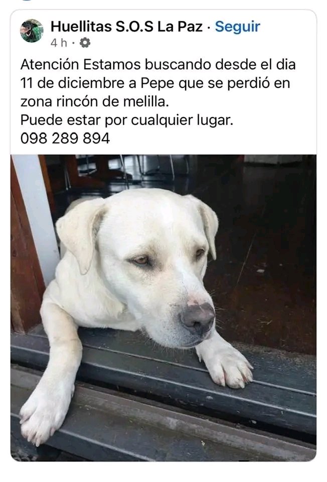 M.Teresa Nogueira Real de Azúa tweet media