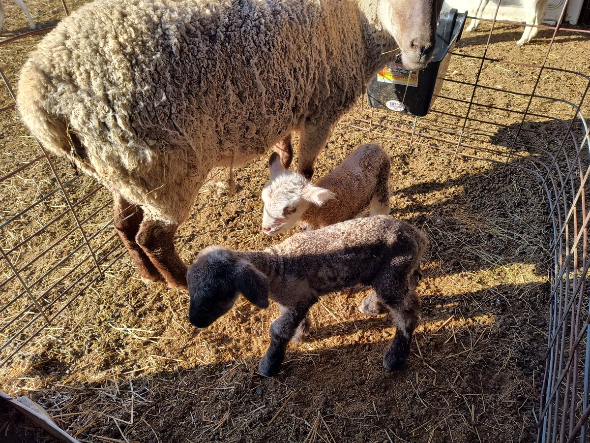 Amanda Taylor tweet media