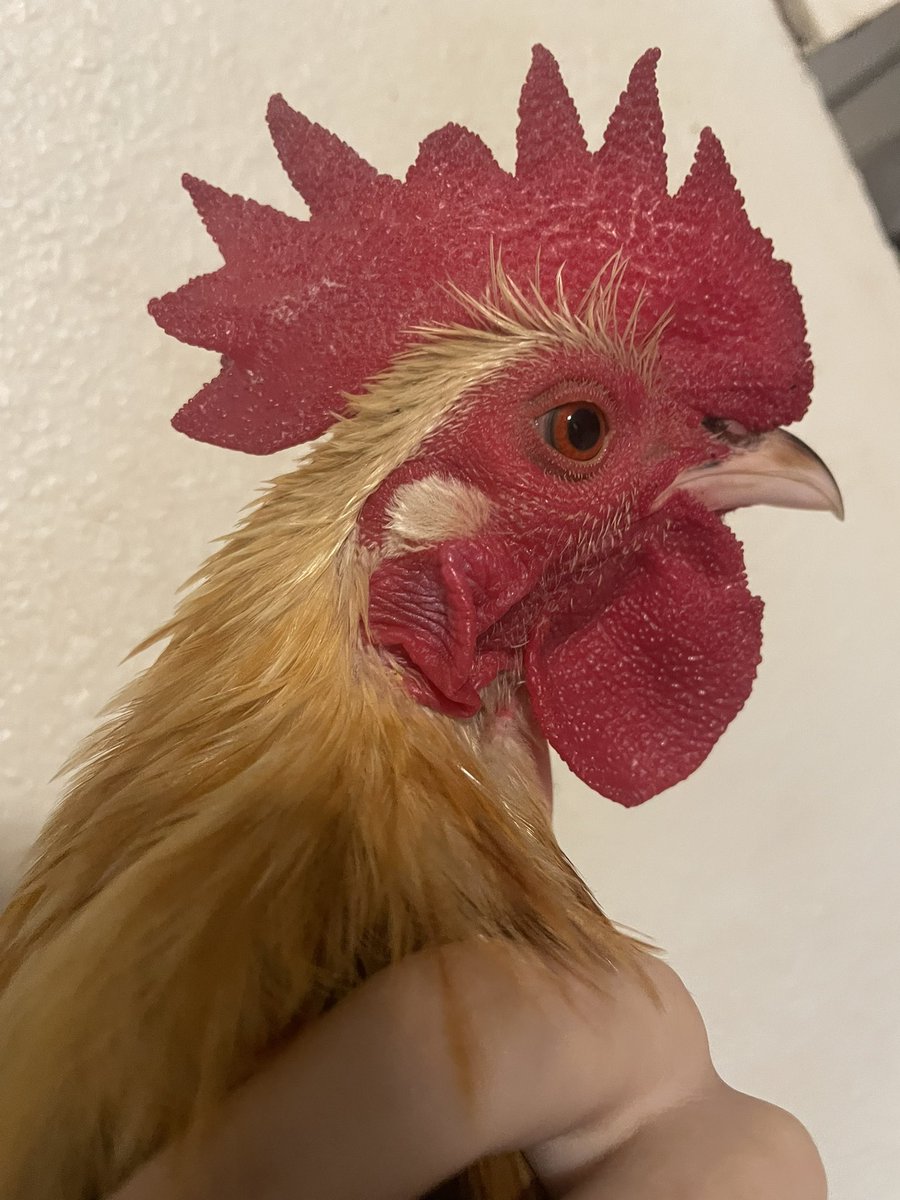 badrechicken's tweet image. hes so cute