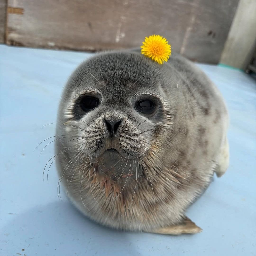 goobygirl2's tweet image. 