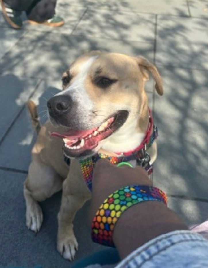 MorgFairsdogs's tweet image. Colby 229986
Kill Command 
#NYCACC #RescueOnly 
He is a cute 2 yr old 
A pro at sitting for a snack
Needs basic manners, a bit mouthy
Not his fault
Needs all adult home 
Help save Colby!
#Pledge4Rescue #foster #adopt