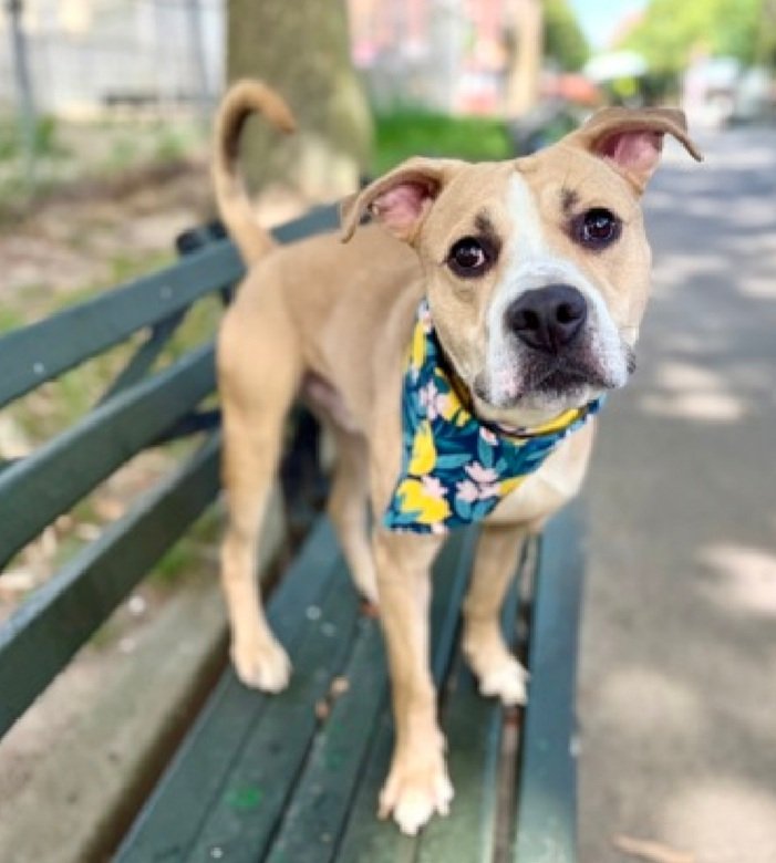 MorgFairsdogs's tweet image. Colby 229986
Kill Command 
#NYCACC #RescueOnly 
He is a cute 2 yr old 
A pro at sitting for a snack
Needs basic manners, a bit mouthy
Not his fault
Needs all adult home 
Help save Colby!
#Pledge4Rescue #foster #adopt