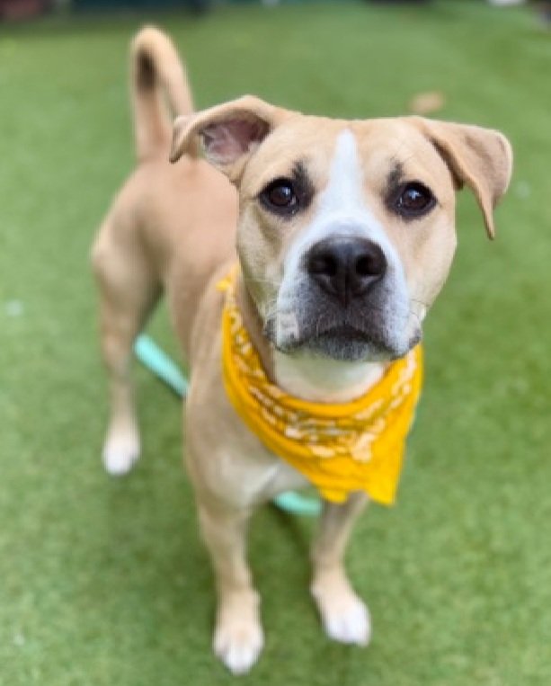MorgFairsdogs's tweet image. Colby 229986
Kill Command 
#NYCACC #RescueOnly 
He is a cute 2 yr old 
A pro at sitting for a snack
Needs basic manners, a bit mouthy
Not his fault
Needs all adult home 
Help save Colby!
#Pledge4Rescue #foster #adopt