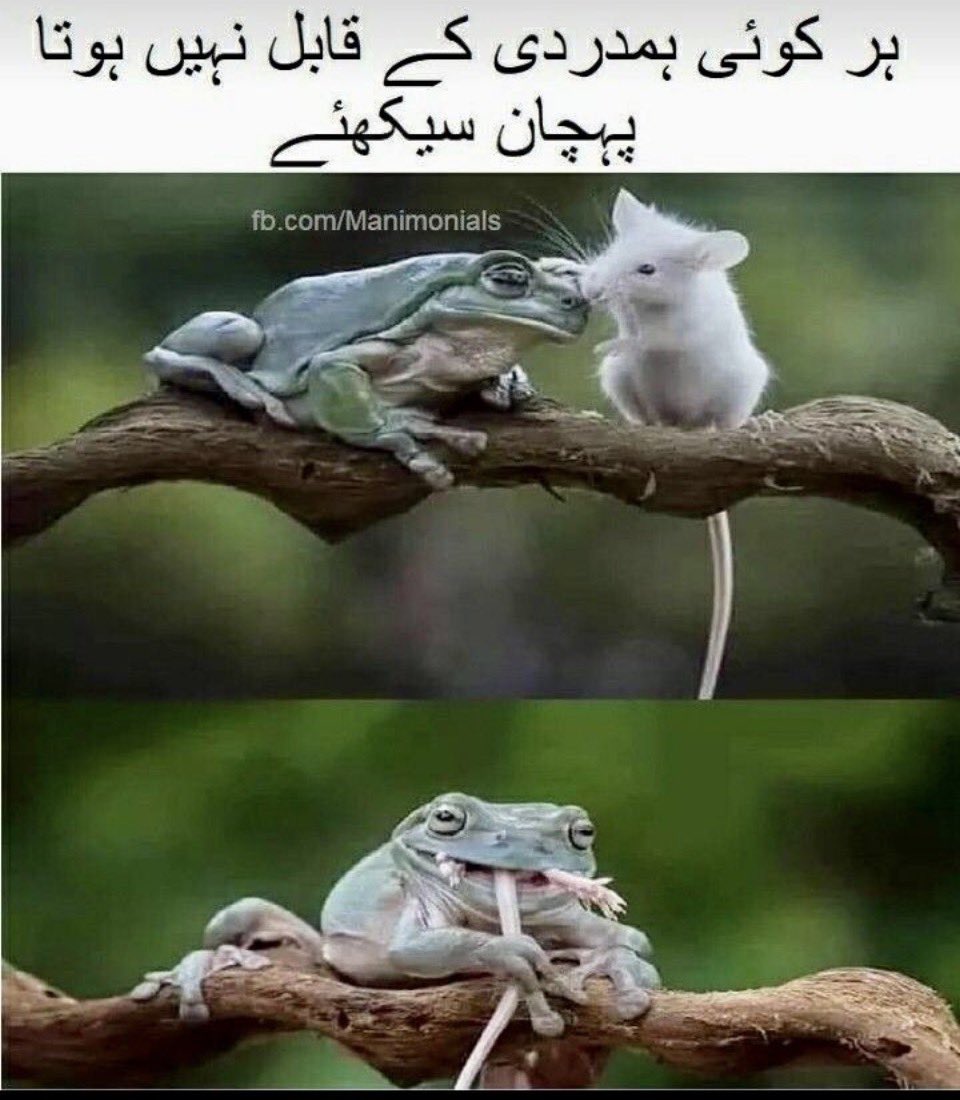 usama_pkk's tweet photo. اگر آپ کسی سے 
یہ توقع رکھتے ہیں کہ وہ آپکے ساتھ 
اچھّا رہے گا کیونکہ آپ اسکے 
ساتھ بہت اچھے ہیں ۰۰۰۰
تو یہ بالکل اسی طرح کی توقع ہے کہ مینڈک آپکو نہیں کھائے گا 
کیونکہ آپ بھی مینڈک کو نہیں 
کھاتے https://t.co/zDWzGSZjVe