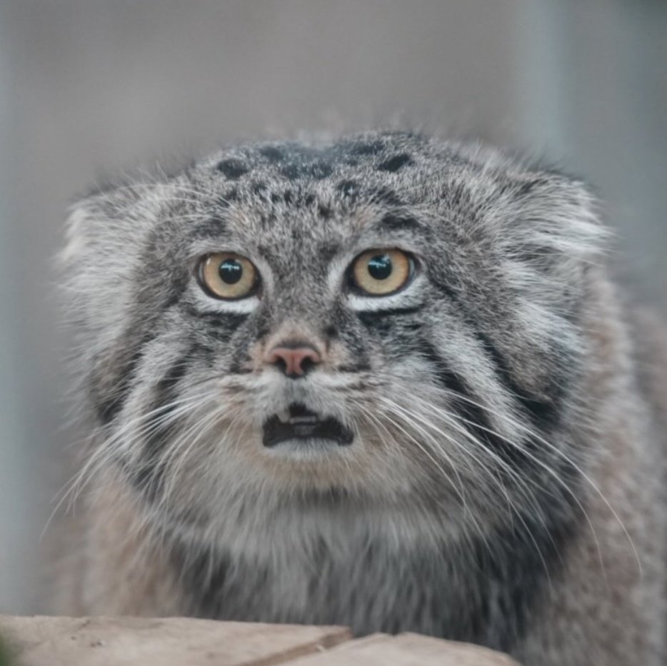 Kas uzzini, ka Harijam Stilam šogad būs jauns albums: