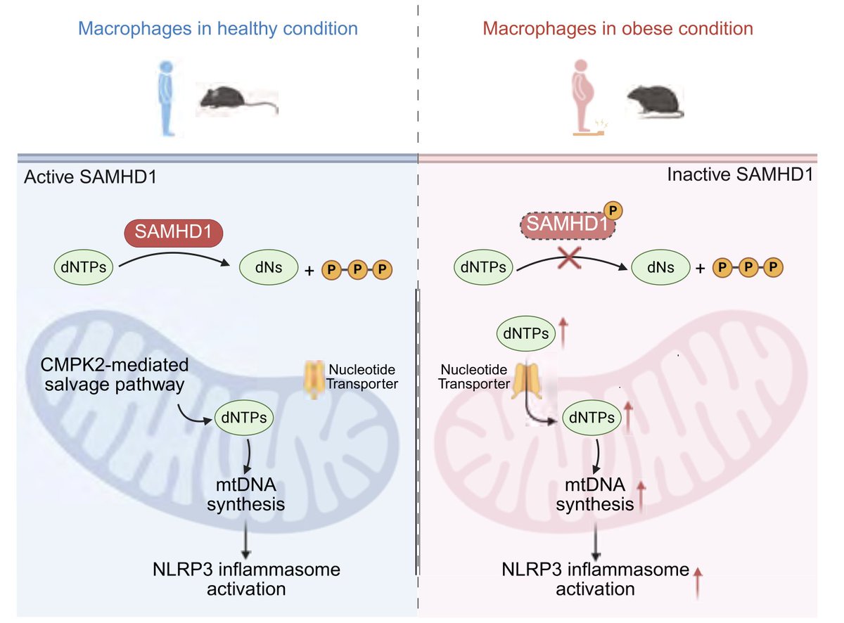 EricTopol's tweet image. How does obesity lead to immune system dysregulation and chronic inflammation?
Macrophage metabolism is rewired, with activation of the NLRP3 inflammasome @ScienceMagazine science.org/doi/10.1126/sc…