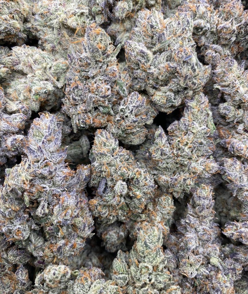 G.I.A. EXOTICS tweet media