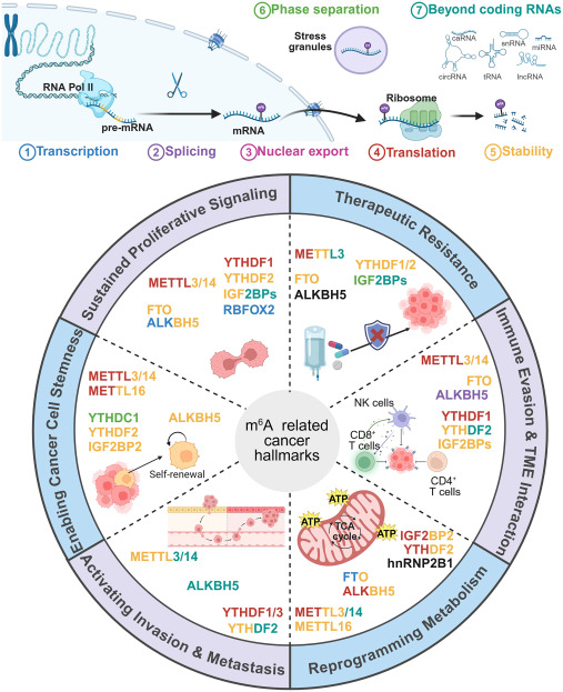 Cancer_Cell's tweet image. Epitranscriptomic control of cancer hallmarks: Functions, mechanisms, and therapeutics of RNA modifications dlvr.it/TQMtR3