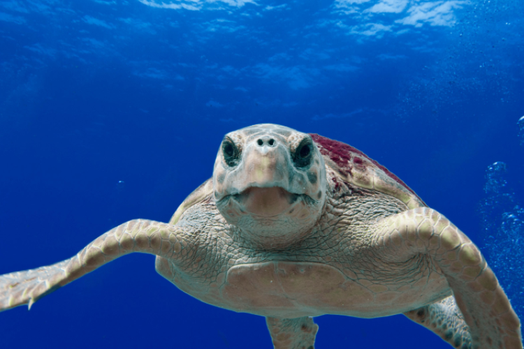 JustSeaTurtles's tweet photo. Loggerhead turtles are exceptional divers for any air-breathing animal, let alone for a reptile. One study in 2005 recorded overwintering dives up to 7 hours long, helped by serious oxygen stores and a slowed-down metabolism while resting in cold water. https://t.co/fdkCueXJ9e