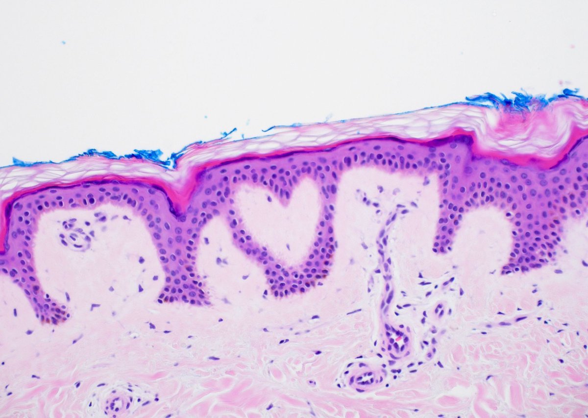 Jerad Gardner, MD tweet media