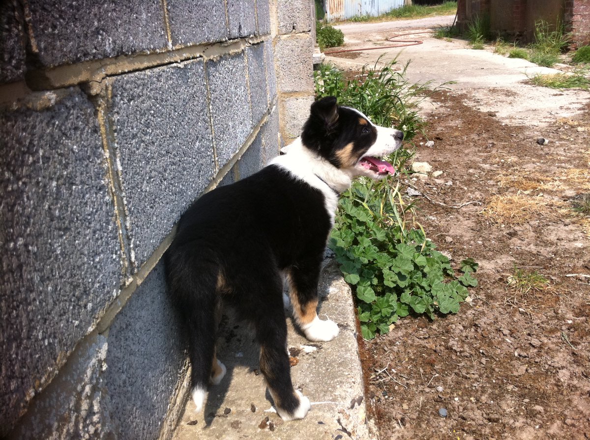 Puppy Bess and Auntie Kes tweet media