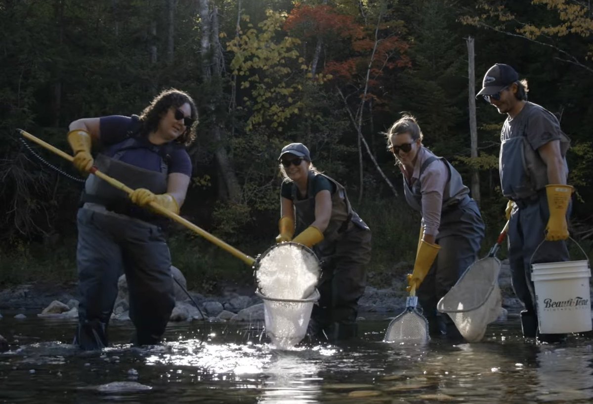 UNB's tweet image. UNB is proud to share that a salmon conservation initiative led by Indigenous partners, Parks Canada, UNB and an extensive network of academic, government and community partners, has been named one of the UN World Restoration Flagship Initiatives.

Read more ➡️…