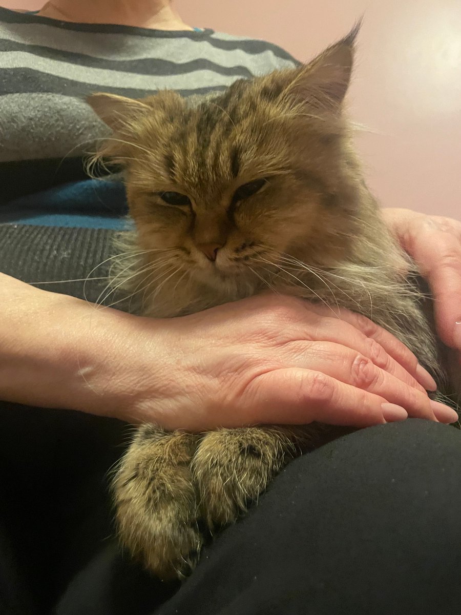 SPCA International tweet media