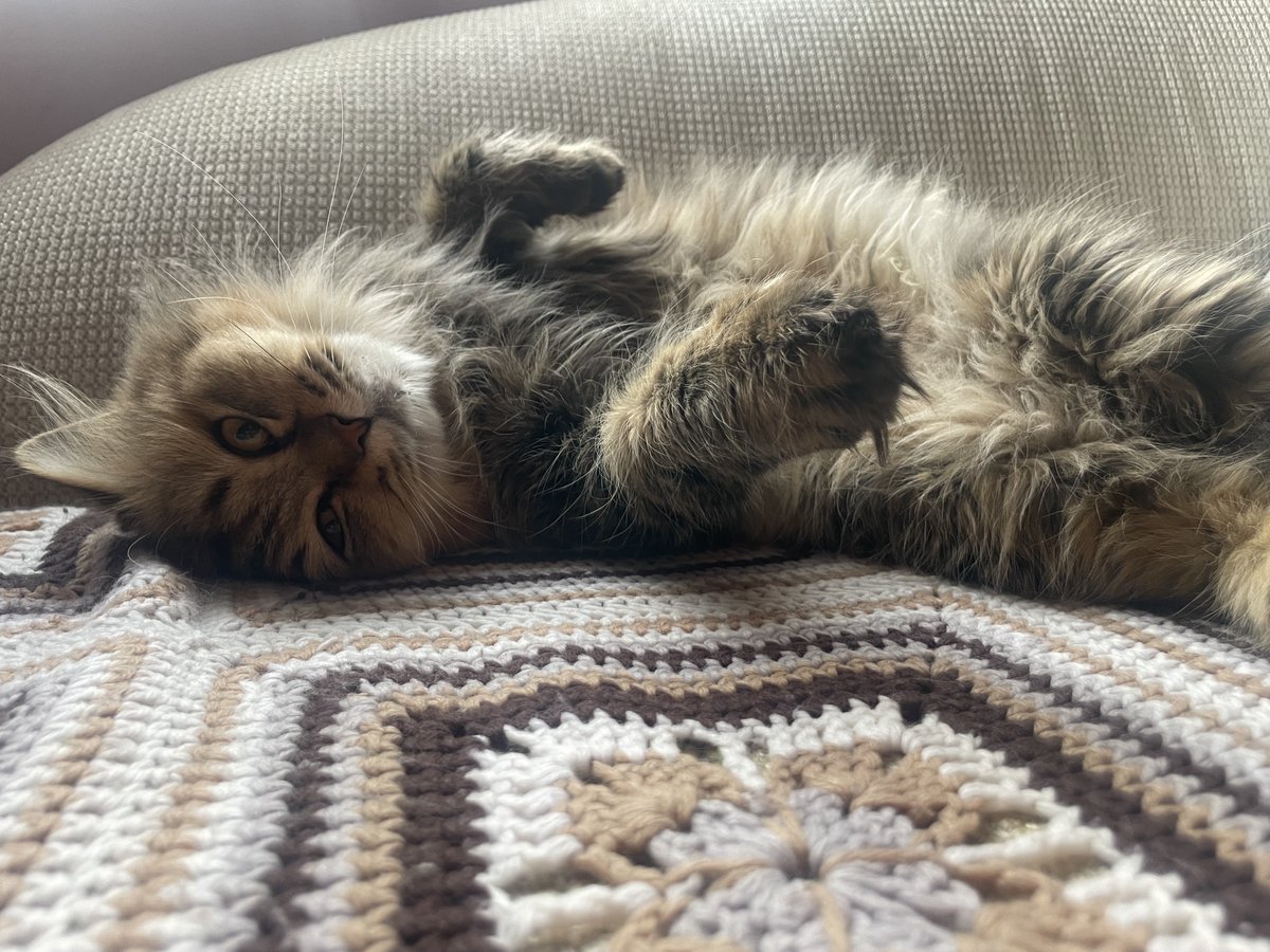 SPCA International tweet media