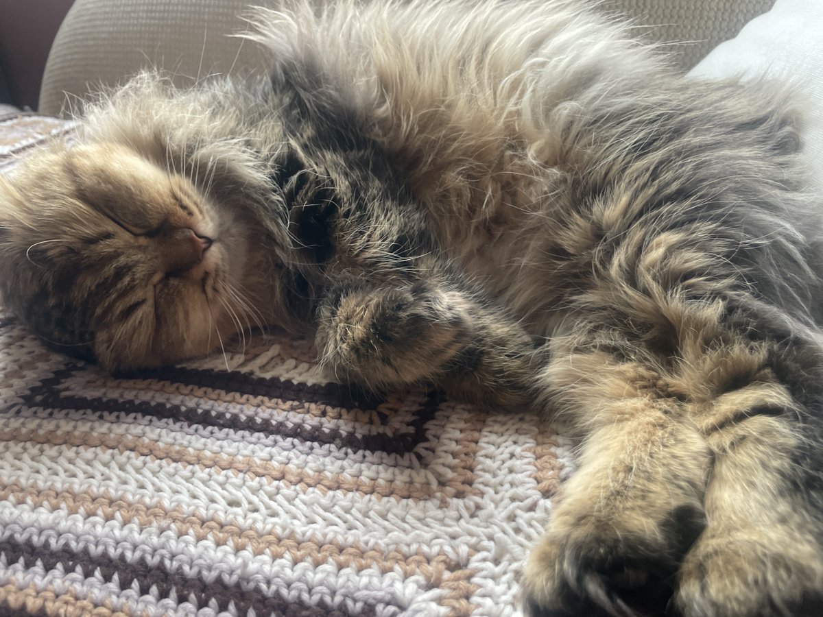 SPCA International tweet media