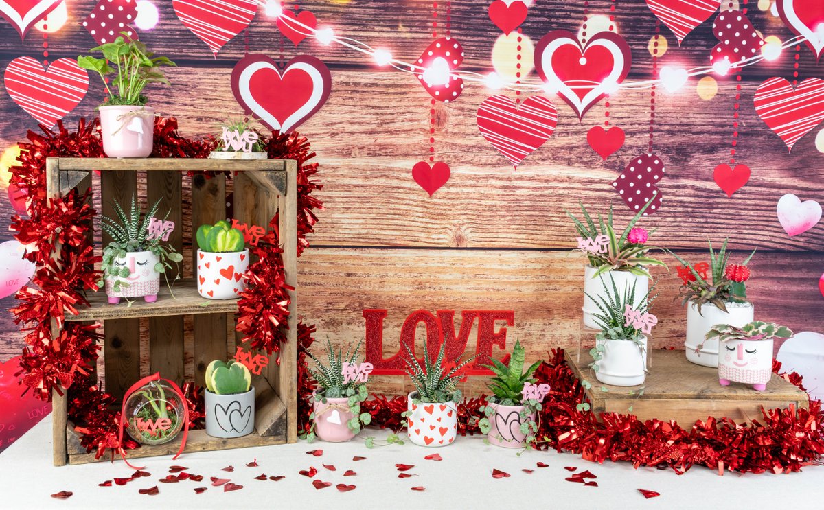 Give the gift that keeps on growing 🌱💝
Valentine Arrangements available!

#colasantifarms #colasantifarmsltd #Wholesaleplants #ValentinesGiftIdeas #PlantObsessed #PlantAddict #IndoorJungle #PlantLife #PlantWholesale"