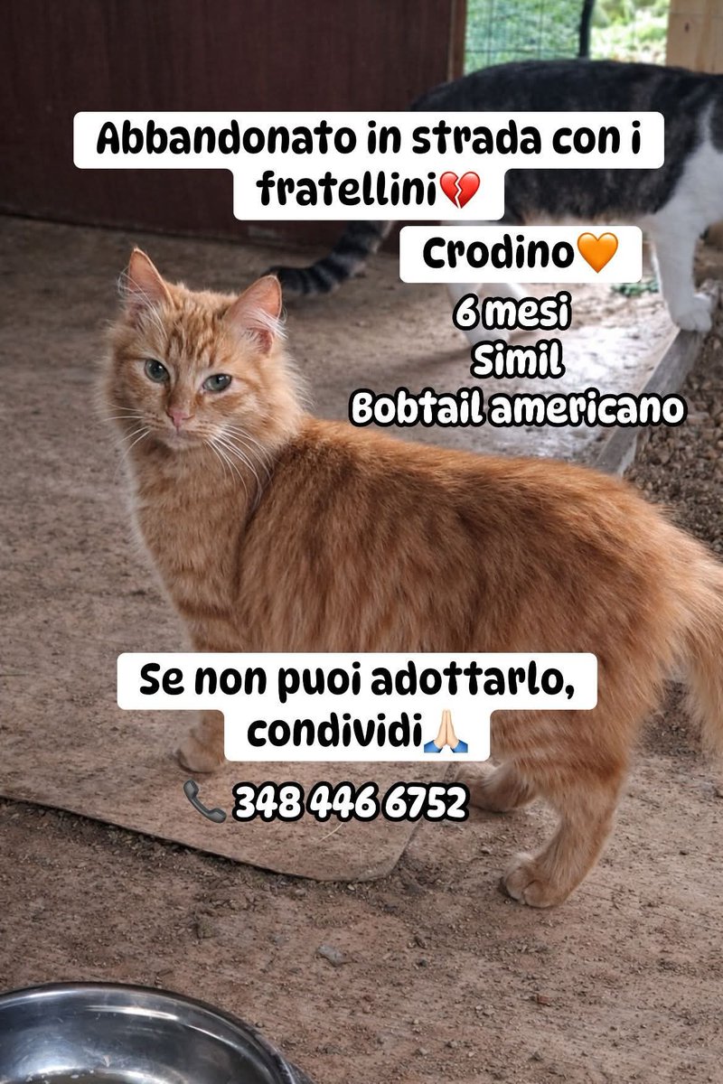 CONDIVIDI PER TROVARMI FAMIGLIA🙏🏻🥺MI HANNO ABBANDONATO IN STRADA ASSIEME AI MIEI FRATELLINI💔😩

SONI CRODINO🧡 UN MASCHIETTO DI 6 MESI ROSSO TIGRATO A PELO LUNGO, SIMIL BOBTAIL AMERICANO

📞348 446 6752