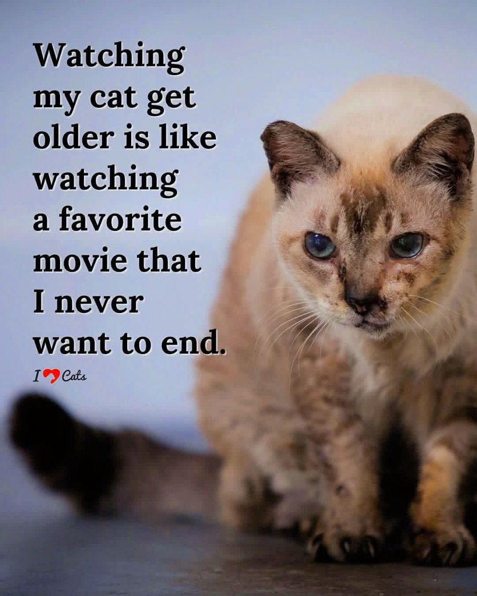 snotzthecat's tweet photo. https://t.co/krlHWbP3tl