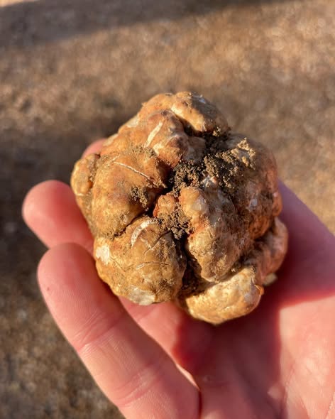 <a href="/BurwellFarms/">Burwell Farms</a> in Burlington is the largest truffle producer in North America! 😍

Specializing in the White Spring Truffle, they are a staple in our state's specialty crop industry. Follow along on their social media pages for the latest info! #SocialMediaSunday #NCAgriculture