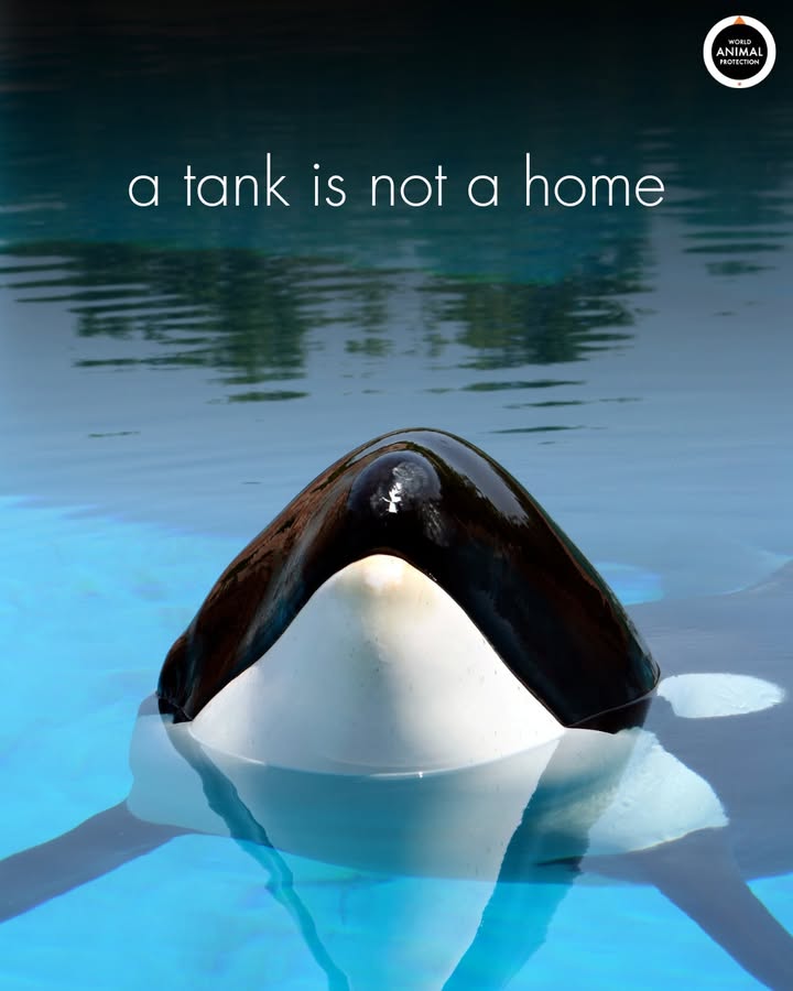 MoveTheWorldUS's tweet image. A tank is not a home 💔